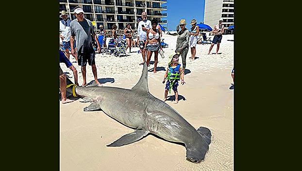 Rare hammerhead shark found dead in Orange Beach was pregnant, with 40